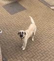 Kangal dog for sale in Hull