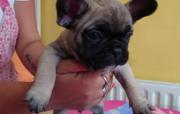 French bulldog ready now in Corby