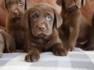 Special Labrador retriever puppies for sale