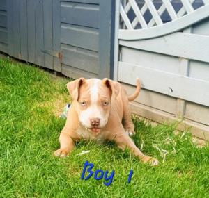 ABKC XL American bully puppys in Sheffield