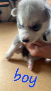 2 Pedigree Siberian Husky Puppies For Sale