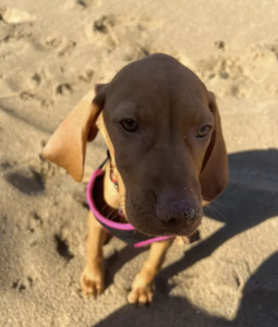 Female Hungarian Vizsla in Braunton