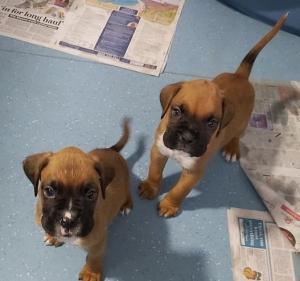 Boxer Puppies Available