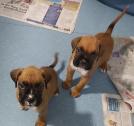 Boxer Puppies Available in South East London