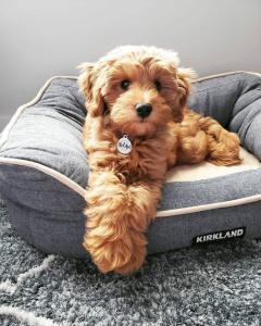 Goldendoodle puppies For Great Homes