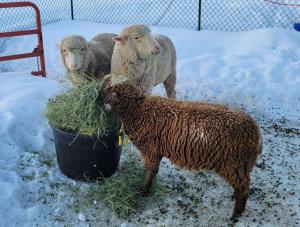 Merino Sheep Breeding Trio