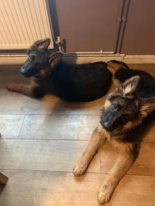 Pedigree German shepherd puppies