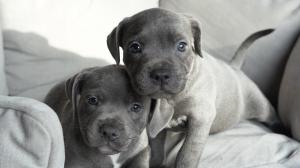 Quality Blue Staffordshire Bull Terrier Puppies