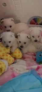 Snow Wite West Highland White Terrier Puppies