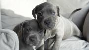 Quality Blue Staffordshire Bull Terrier Puppies in Romford