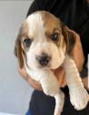 Top quality Tri-color Beagles puppies For Sale in Southampton