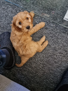 Cockapoo Puppy