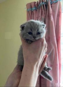 GCCF British Shorthair kittens Available