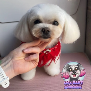 Korean Maltese KC