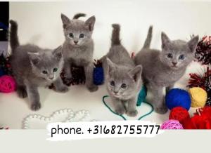 Russian blue kittens