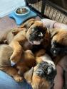 Homes Raised Boxer Puppies Needing New Homes. in Totland Bay