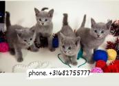 Russian blue kittens in City of London