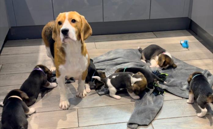 4 Beautiful Beagle Puppies in All, London