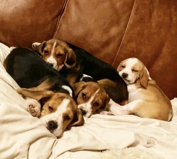 4 Beautiful Beagle Puppies in All, London