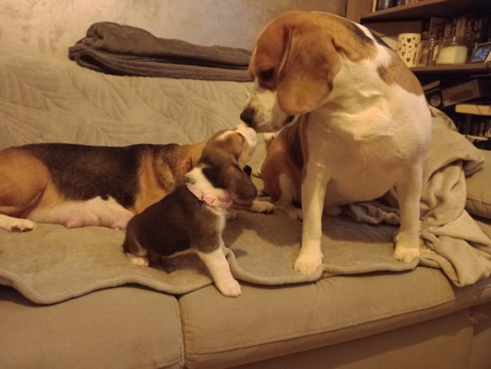 4 Beautiful Beagle Puppies in All, London