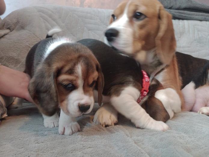 4 Beautiful Beagle Puppies in All, London