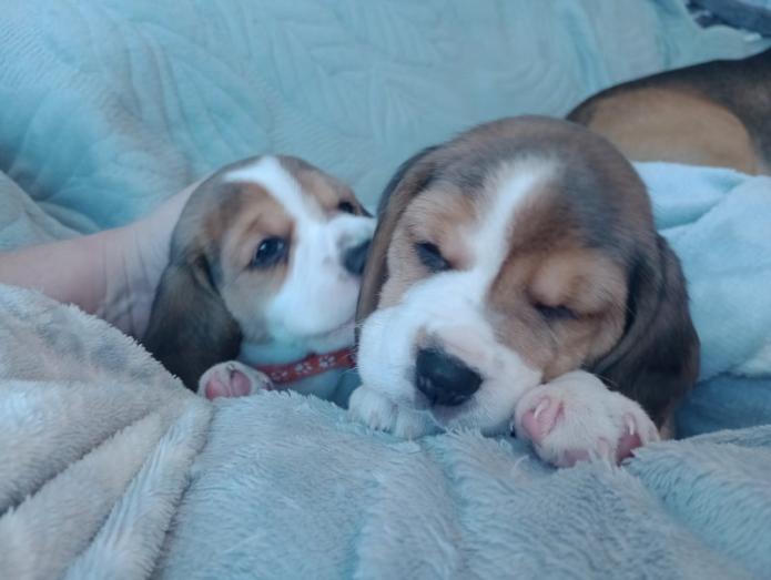 4 Beautiful Beagle Puppies in All, London