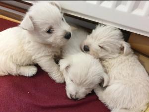 Beautiful West highland terrier puppies for sale