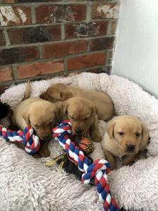 Kc registered Labrador Puppies soon ready for new homes