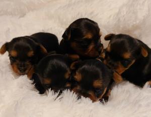 Pretty Face Yorkshire Pups Available