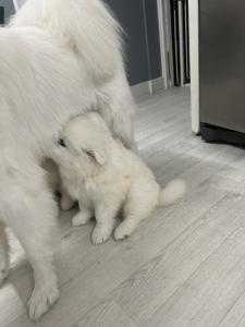 Stunning litter of samoyed puppies for sale