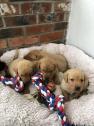 Kc registered Labrador Puppies soon ready for new homes in Ashford