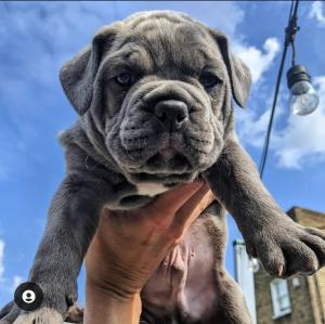 Old English Bulldog Puppys available