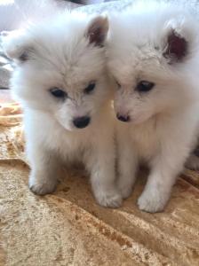 Beautiful Samoyed puppies for sale