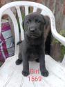 Chocolate Lab Husky x Akita puppies in Goldthorpe