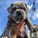 Old English Bulldog Puppys available in Islington