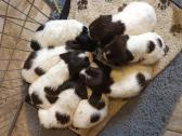 Springer Spaniel Puppies for Sale in Tiverton