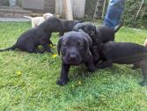 Labrador puppies for sale in Perth