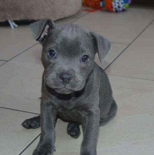 Blue Staffordshire bull terrier puppies in Portsmouth, Hampshire