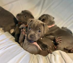 1 KC Blue Staffordshire Bull Terrier Puppy Left