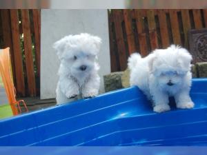 Beautiful Purebred Maltese puppies available