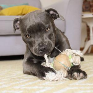 Blue Staffordshire bull terrier puppies