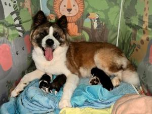 Akita Puppies For Sale