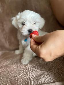 Maltese pupy for sale in Edmonton