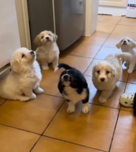 Labrador x Maltese Puppies