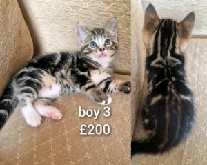 6 male & 2 female kittens for sale