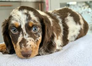 Dachshund Puppies