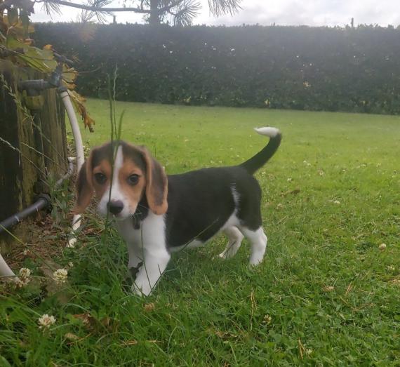 Amazing Beagle puppies Available in Newport Pagnell, Buckinghamshire