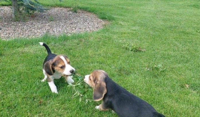 Amazing Beagle puppies Available in Newport Pagnell, Buckinghamshire