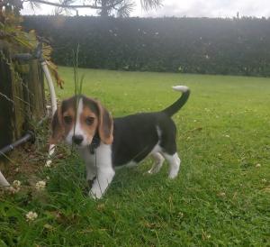 Amazing Beagle puppies Available