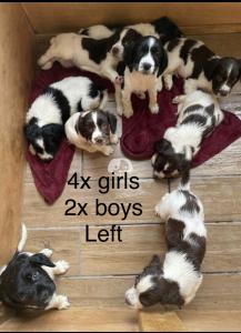 English springer spaniel puppies